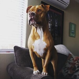 Obsessed Dog Mama 🩷